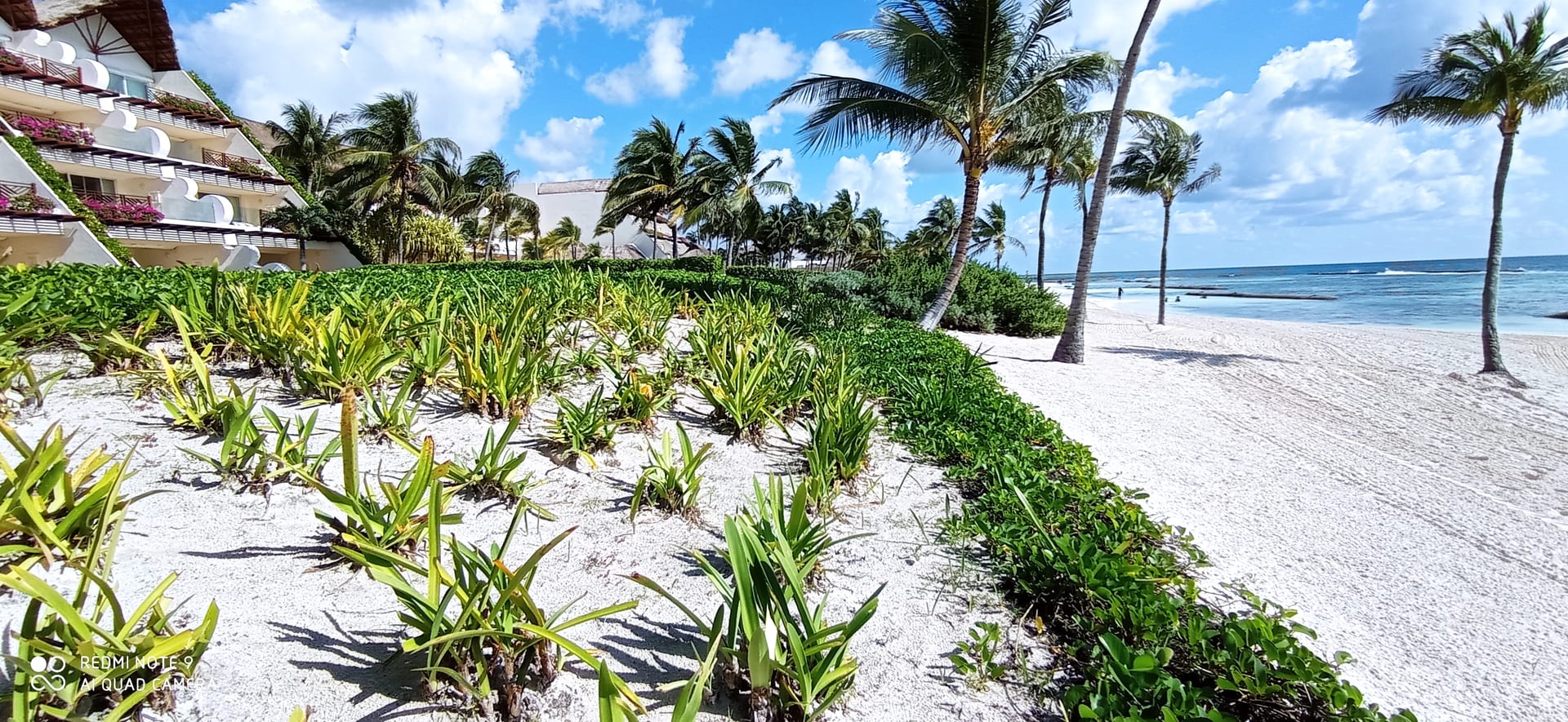 Design and Construction of Coastal Dunes