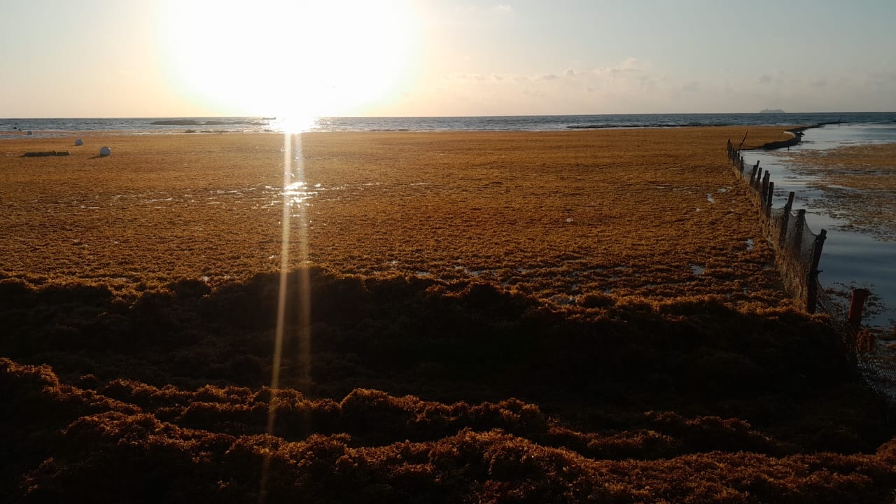Sargassum Management Consulting and Training